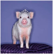 cute pig image