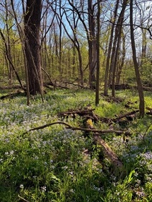 wildflowers and fallen tree branches with budding trees in the background