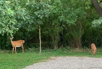  Two deer standing in the grass with trees in the background 