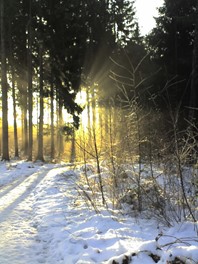 a forest in winter with sunlight shining through the trees and snow in the foreground